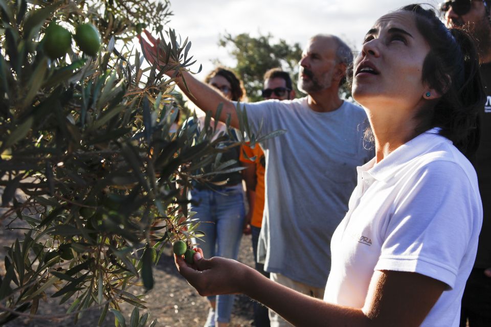 Fuerteventura Organic Farm Guided Tour W/ Optional Lunch - Tour Overview and Details