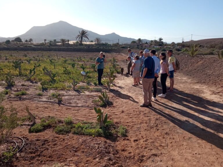 Fuerteventura: Tapas and Local Life Guided Tour