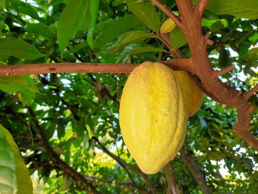 Full Day Experience to Farm and Chocolate