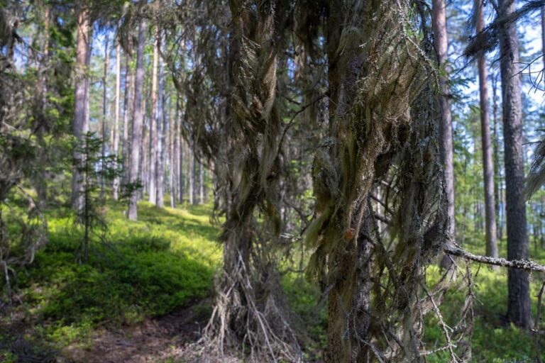 Full Day Hike at Iso-Palonen Nature Reserve