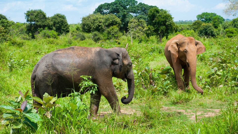 Full Day Udawalawe Safari Adventure With Lunch (Private) - Activity Overview