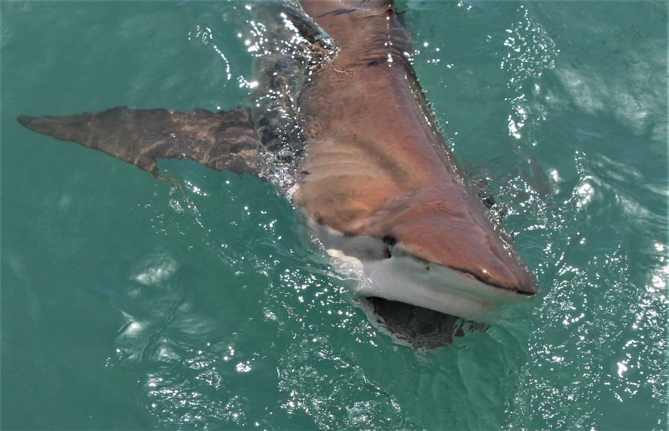 Gansbaai: Marine Big 5 Boat Tour - Wildlife and Ecosystem