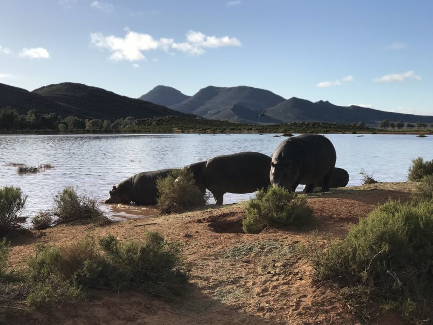 Garden Route Safari and Great White Shark Diving