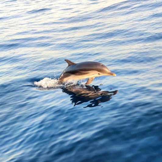 Giardini Naxos: Sunset Dolphin Watching Cruise With Aperitif - Tour Overview and Pricing