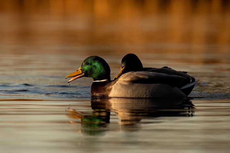 Glasgow: Beginners Wildlife Photography Workshop - Workshop Overview