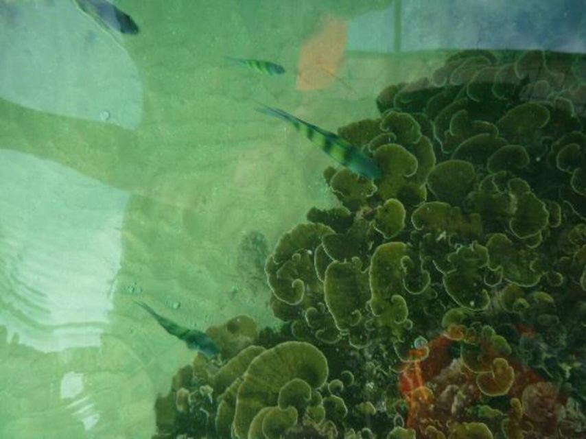 Glass Bottom Boat Ride in Trincomalee - Activity Overview