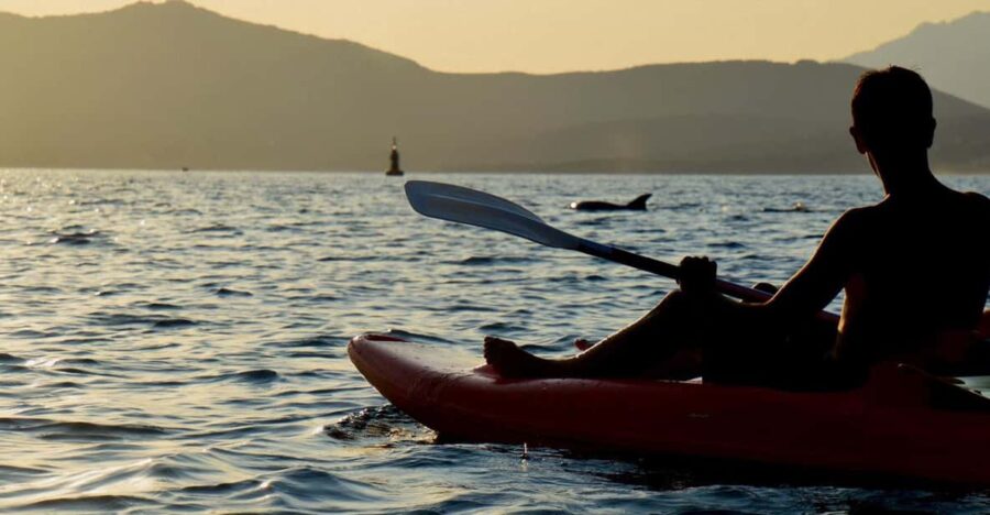 15 Best Dolphin Watching Tours In Golfo Aranci