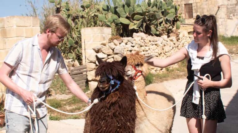 Gozo Alpaca Walks : With Feeding and Farm Visit