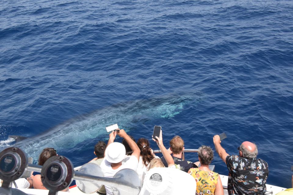 Gran Canaria: Dolphin and Whale Watching Cruise - Overview and Pricing