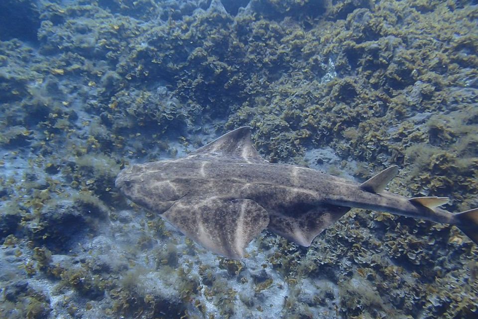 Gran Canaria: Scuba Diving in the South of the Island - Activity Overview