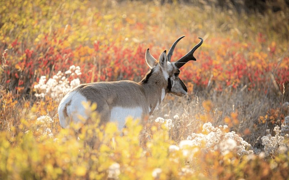 Grand Teton: Private Guided Tour (Sunset) - Picnic Dinner Details