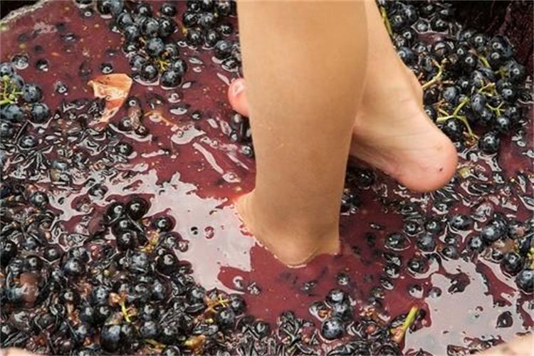 Grape Stomping in Provence - Overview of Grape Stomping