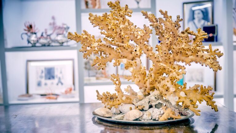 Guided Tour of the Coral Museum in Sciacca