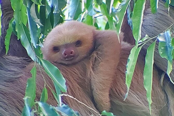 Guided Visit to Manuel Antonio National Park - Tour Details