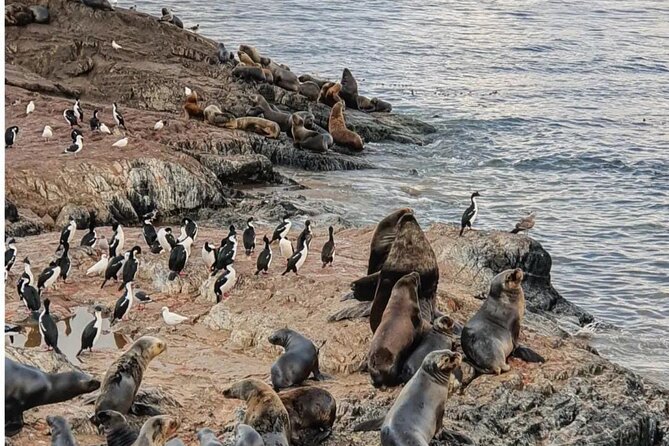 Half Day Beagle Channel Tour to Isla De Lobos and Penguin Colony - Key Stops and Activities