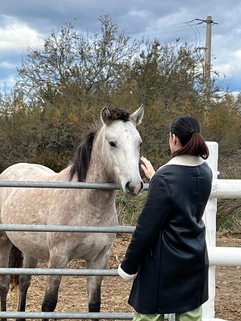 Half Day Camargue Wine Tour: Fortified City and Rosé Wines - Tour Overview