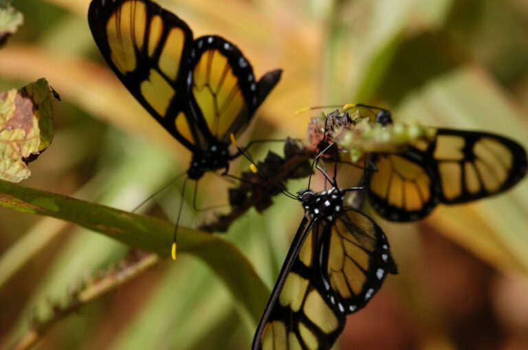 Half-Day Iguazú Forest Adventure