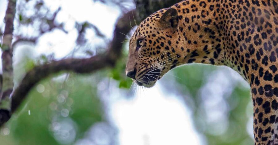 Hambantota: Yala National Park Wildlife Safari in a 4x4 - Overview of the Safari Experience