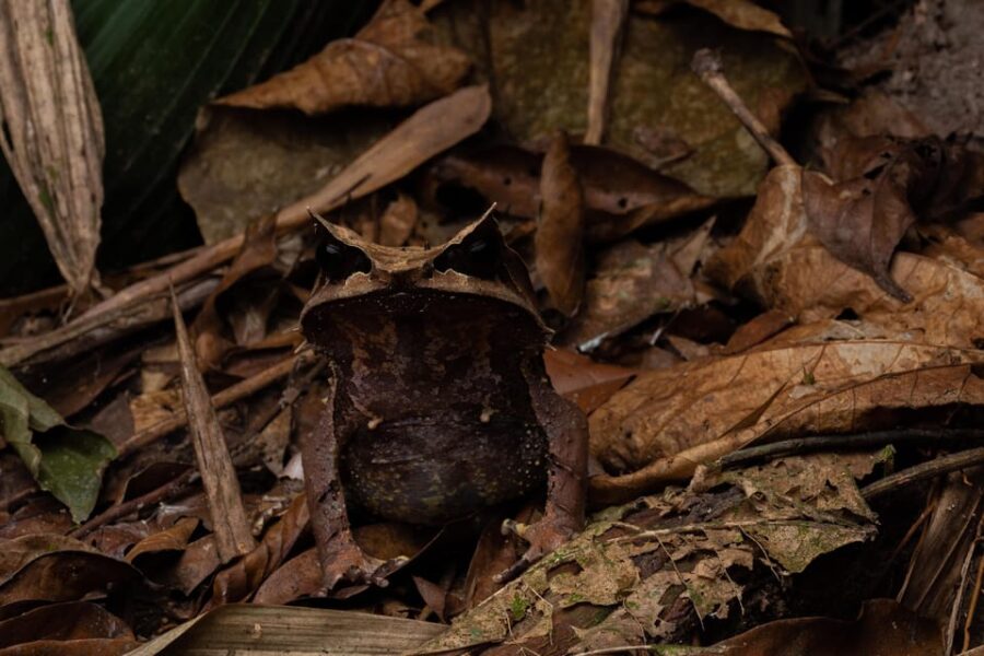 Herpetofauna Night Walk