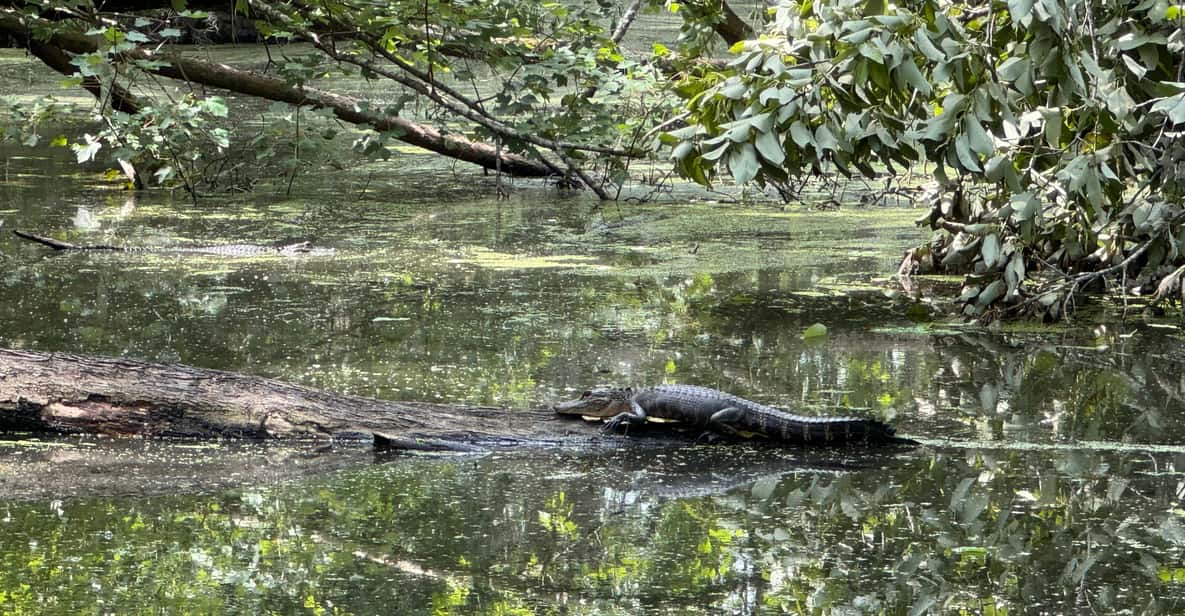 Highlights of New Orleans City and Swamp Tour Combination - Overview of the Tour