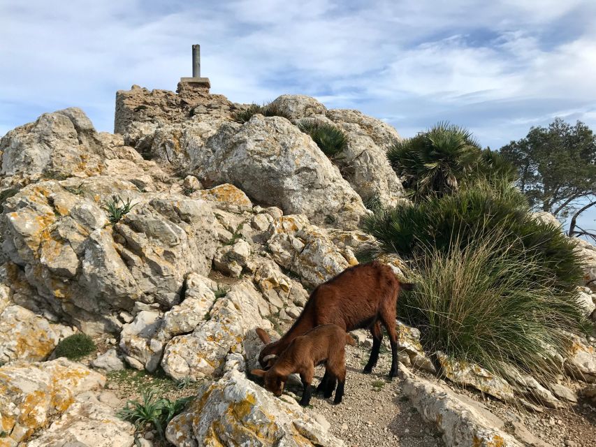 Hiking on Alcúdia Peninsula - Overview of the Hiking Experience