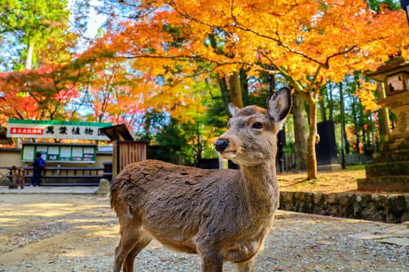 Historical Nara & Kyoto Bus Tour - Key Attractions and Experiences