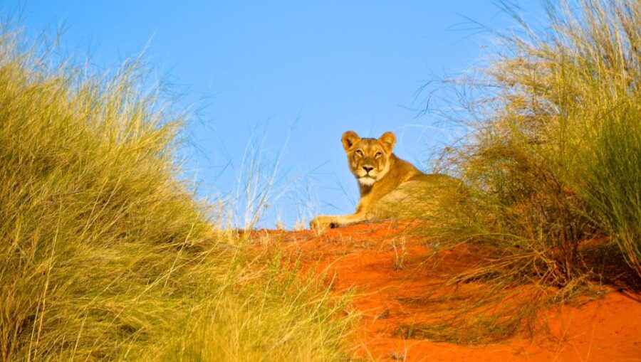 Hluhluwe-Imfolozi & Emdoneni Wild Cat Project Tour