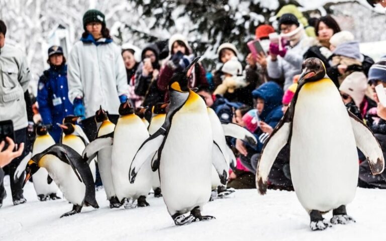 Hokkaido: Asahiyama Zoo, Biei, and Ningle Terrace Tour