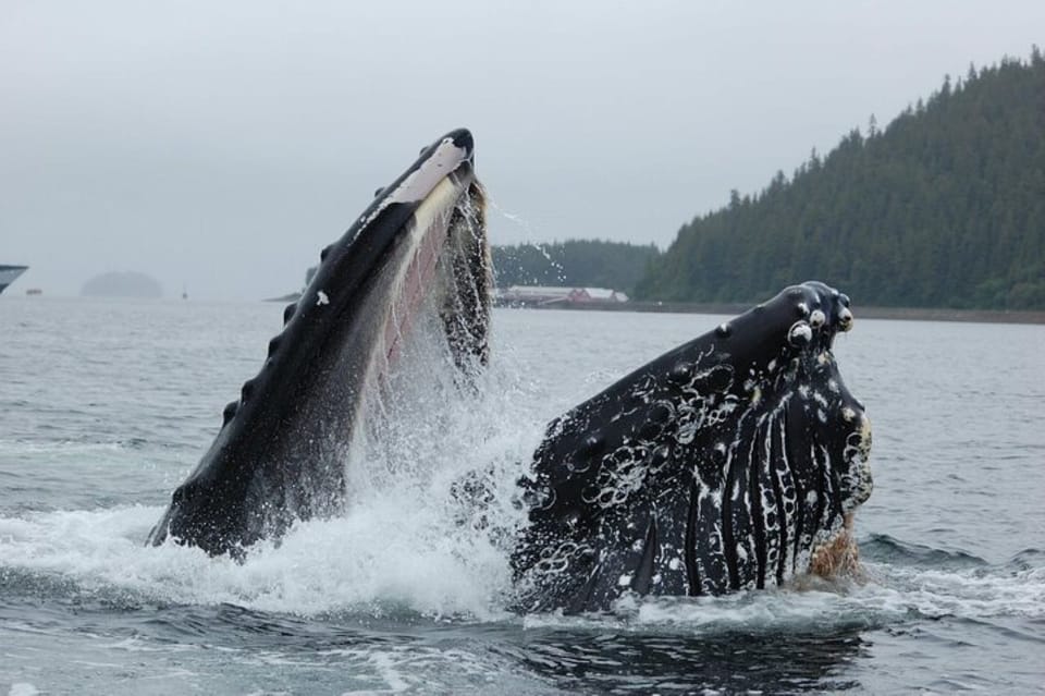 Hoonah: Whale Watching Cruise - Overview of Hoonah Whale Watching