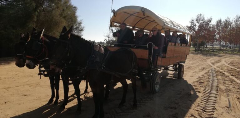 Horse-Drawn Carriage Route Through Doñana Park and The Villa