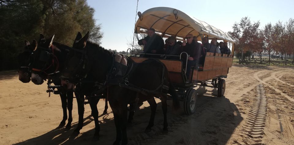 Horse-Drawn Carriage Route Through Doñana Park and The Villa - Highlights of the Experience