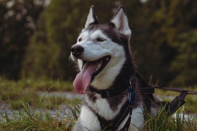 Husky Experience Hiking Althütte