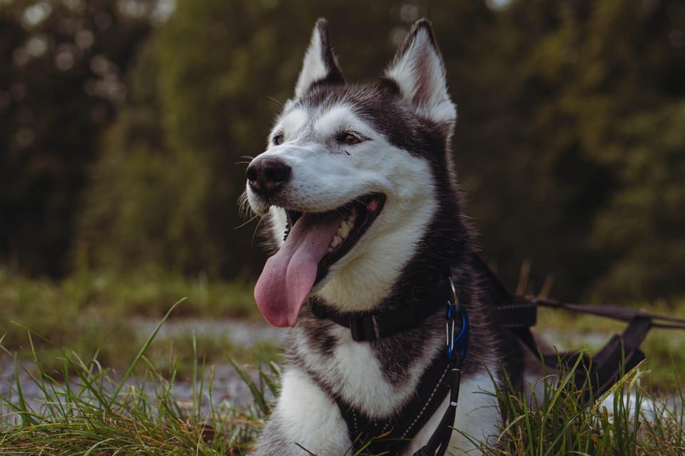 Husky Experience Hiking Althütte - Activity Overview