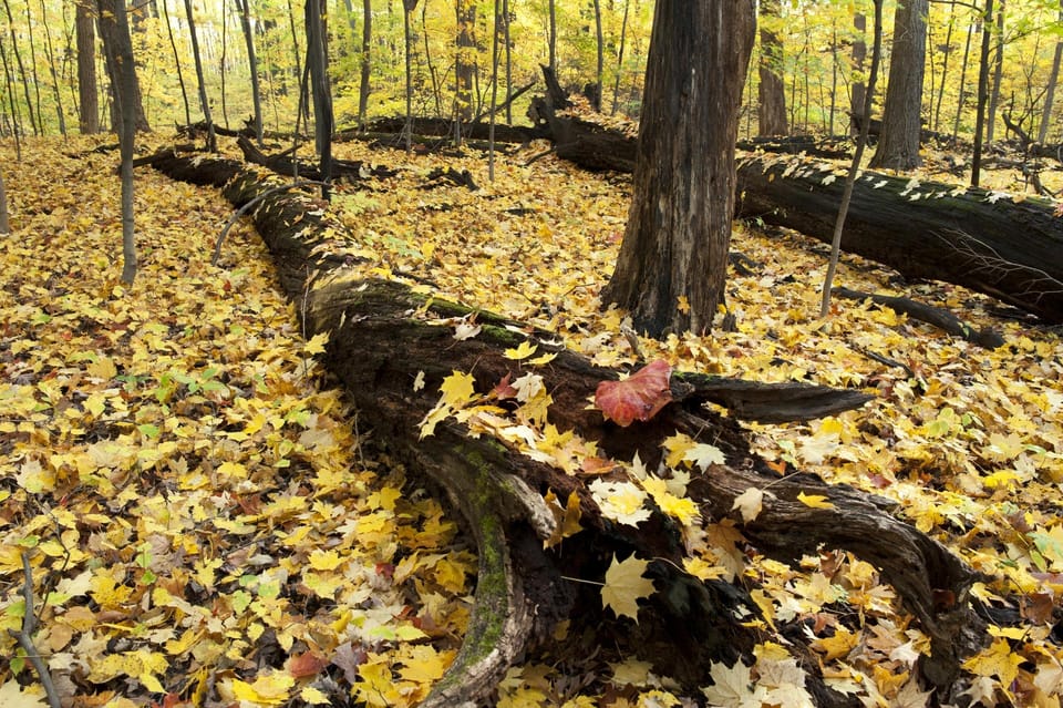 Indiana Dunes National Park: Audio Tour Guide - Frequently Asked Questions