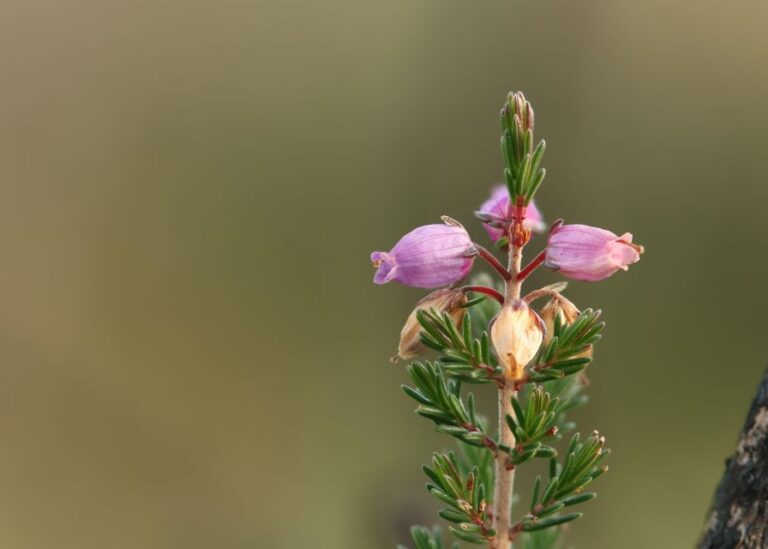 Introduction to the New Forest (Wilverley)