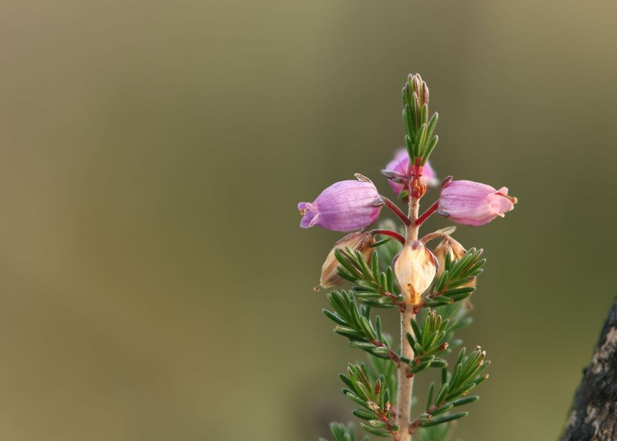 Introduction to the New Forest (Wilverley) - About the New Forest