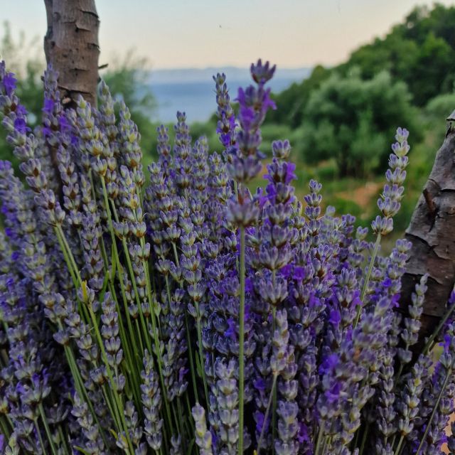 Island Hvar: Olive Grove Sunset Dinner in a Bay - Overview of the Experience