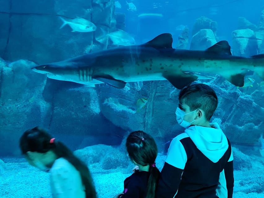 Istanbul: Aquarium Ticket and Round Trip Shuttle From Taksim - Ticket Pricing Details