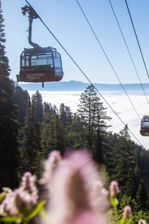 Jackson Hole: Aerial Tram and Gondolas Admission Ticket - Ticket Information and Pricing