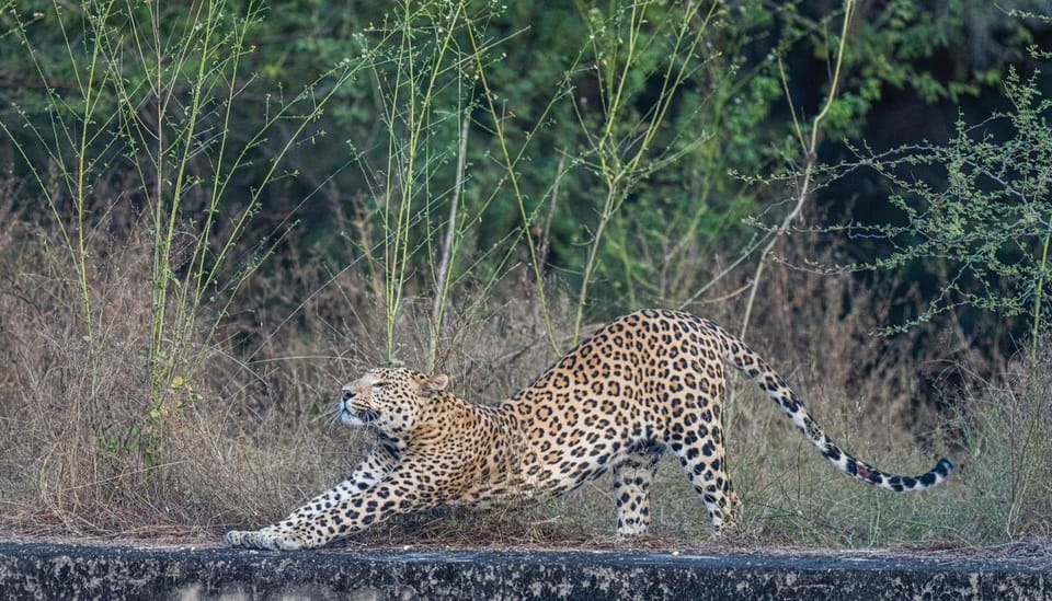 Jaipur: Leopards Safari Tour at Jhalana L Spot Wild Animals - Overview of the Safari Tour