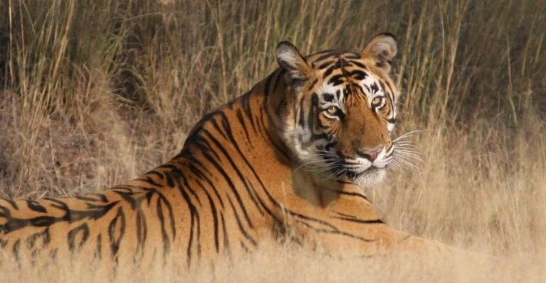 Jaipur To Ranthambore One Way Private Transfer