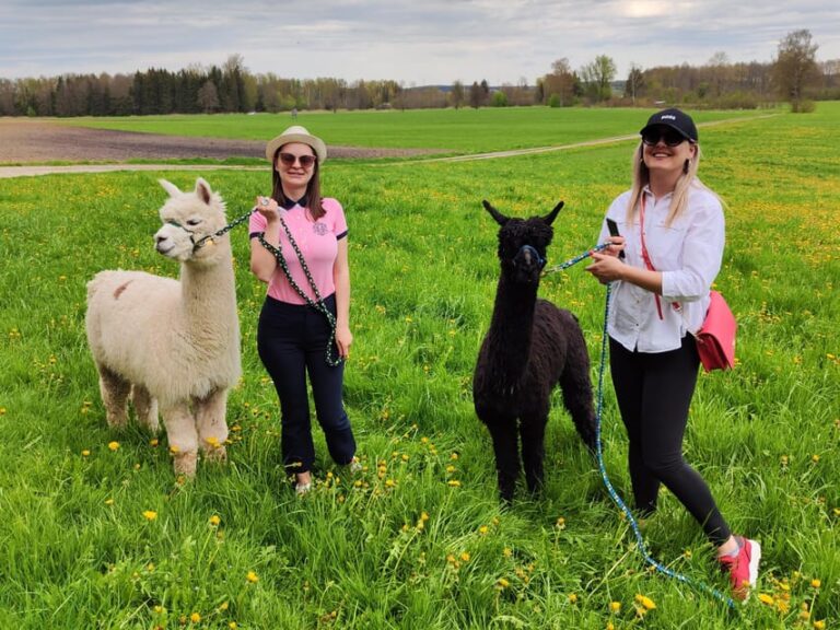 Jettingen-Scheppach: Alpaca Hike With Coffee and Cake