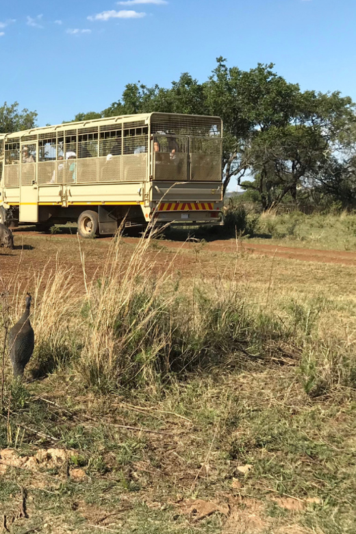 Johannesburg: Lion and Safari Park Guided Tour
