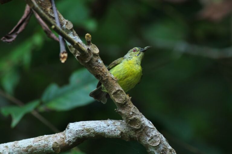 Johor: Desaru Coast Birdwatching Tour