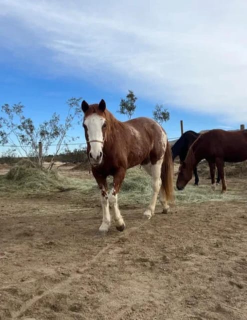 Joshua Tree: Pony Ride for Children - Activity Overview