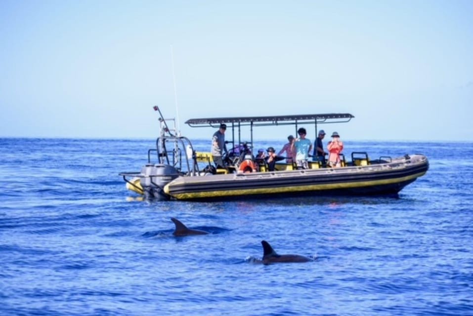 Kailua-Kona: Pacific Humpback Whale Watch Excursion - Activity Overview