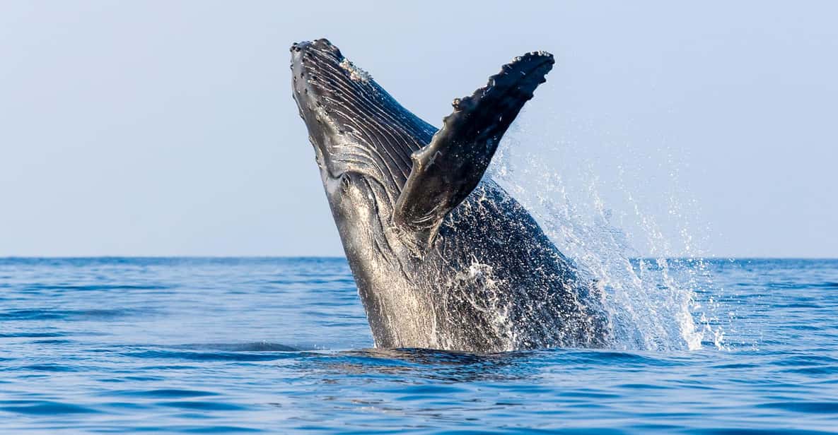 Kailua-Kona: Whale Watching Cruise on the Big Island - Activity Overview