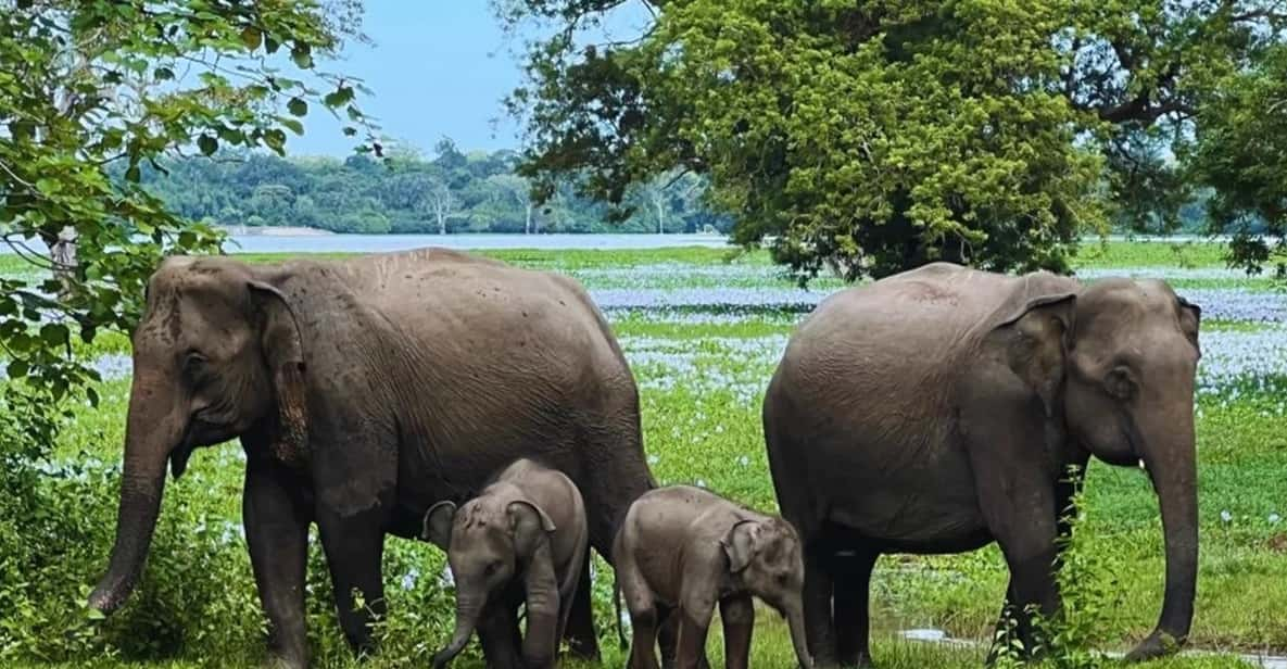 KANDY AND PINNAWELA ELEPHANT ORPHANAGE DAY TOUR - Tour Overview