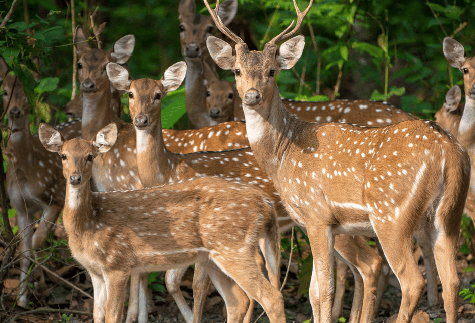 Kathmandu Chitwan Tour-Transportation Hotel and Meals - Wildlife Experiences