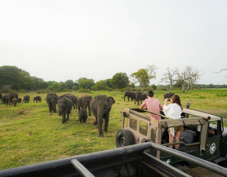 Kaudulla National Park Half Day Sri Lanka Jeep Safari